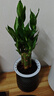 绿有意步步高观音竹富贵荷花竹水养土培盆栽室内桌摆植物吸甲醛水培植物 步步高富贵竹（灰色繁星盆） 含盆 实拍图