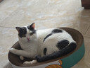 疯狂的主人猫抓板窝特大号猫玩具猫爪板猫抓盆不掉屑猫窝椭圆形瓦楞纸 实拍图