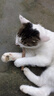 憨憨乐园猫零食木天蓼猫咪磨牙棒洁齿棒猫咬棒逗猫幼猫玩具幼猫自嗨棒5支 实拍图