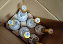 汾酒 黄盖玻汾 清香型高度白酒 53度 475mL 单瓶装 纯粮酒 实拍图