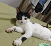 喔喔（WOWO）猫罐头猫零食 猫湿粮成猫宠物猫用浓汤补水罐 混合口味80g*2罐 实拍图