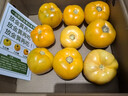 辰实【发顺丰】内蒙黄柿子 大果 内蒙五原黄色西红柿 番茄水果 5斤 黄柿子【大果】推荐 实拍图