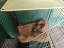 宠趣汇龙猫松鼠笼子柜笼超大号多层加密家用大别墅花枝鼠密袋鼬专用笼子 无轮2层【37_37_78】 基础款【托盘+爬梯+笼子】 实拍图