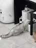 涴喵 纯种宠物猫咪活体金银渐层幼猫全程辅助养猫签订合同双重保障 宠物级 银渐层猫 实拍图