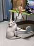 佳朔金渐层活体宠物猫咪幼猫纯种英短全程辅助养猫签订合同双重保障 宠物级 英短银渐层 实拍图