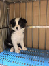 鲜朗低温烘焙狗粮冻干生骨肉天然无谷幼犬成犬全阶段换粮试吃试用 烘焙幼犬粮试吃装 100g(尝鲜装50g*2包) 实拍图
