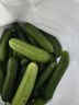 【超市品质】山东新鲜水果黄瓜嫩青瓜生吃蘸酱生鲜蔬菜减肥搭配 山东水果黄瓜 6斤 带箱 实拍图