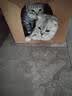 小可爱猫粮桶装5斤成猫幼猫毛球管理猫粮英短折耳消化系统全阶段天然粮 毛球管理猫粮2.5kg 实拍图