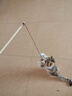 柒哦猫玩具逗猫棒猫咪自嗨解闷玩具耐咬编织小老鼠带铃铛小猫互动玩具 原木逗猫棒四件套 实拍图