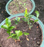 重瓣茉莉花盆栽浓香型南方四季开花带盆驱蚊绿植花卉室内阳台庭院 茉莉5~6棵带花苞发货【不含盆】 实拍图