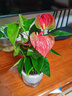 红掌盆栽白粉掌一帆风顺带花特大号花卉室内客厅面水培植物好养 约30cm2盆红掌-2个早安盆 带盆栽好 实拍图