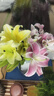 悦多彩AB级优质香水百合 家庭办公室各色生活鲜花 昆明基地 现采直发 黄色百合10朵（双头5枝） 实拍图