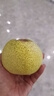 京地达梨砀山酥梨香梨新鲜水果净重8.8斤单果250g+源头直发包邮 实拍图