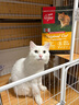 Orijen渴望猫粮 成猫幼猫干粮 全价通用无谷原味鸡肉进口1.8kg效期26/1 实拍图