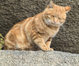 普安特猫咪狗狗宠物皮肤病猫狗藓真菌黑下巴螨虫瘙痒湿疹皮普特皮肤喷剂 皮普特皮肤喷剂1瓶 实拍图