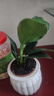 新大叶金钻绿公主盆栽植物除甲醛绿植办公室四季常青室内客厅摆放 【拍一发二】金钻+白南瓜吸水盆 含盆高度15-20厘米 实拍图