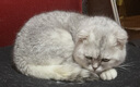 优选萨沙旗舰Sashas关节灵萨沙鲨鱼软骨素营养猫咪关节健康 萨沙粉剂 90g*1瓶 【猫咪专用】 实拍图
