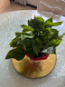 新特价绿萝盆栽室内客厅办公吸甲醛净化空气水培植物绿植花卉好养 【1盆】绿萝+原盆原土 整体含盆高度20-25cm 实拍图