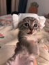阿飞和巴弟猫粮E76大健康版本益生菌全价冻干双拼猫粮成猫幼猫粮2kg 实拍图