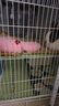 憨憨宠兔子笼 兔笼加粗加密家用兔子专用笼子可折叠兔笼子特大号养殖笼 700# 白色可折叠加密双层兔子笼 实拍图