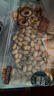 三只松鼠开心果500g/袋装 坚果炒货无漂白干果休闲零食品送礼 实拍图