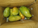 庾丰新鲜大青芒果当季新鲜现摘孕妇水果 热带整箱应季大青皮芒果 5斤装-净重4.5斤  单果150g+ 实拍图