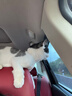 宠德多猫背包猫包外出猫太空舱宠物猫咪狗狗外出便携包双肩包猫书包12孔 折叠款清新绿（18斤内猫） 实拍图