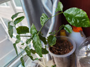 美乐棵通用型泥炭土园艺种植土肥料花肥绿植花土营养土养花20L 实拍图