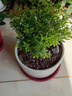 开时果 小叶赤楠盆景摆件 办公室桌面绿植花卉好养盆栽植物源头直发包邮 小叶赤楠+原生盆 实拍图