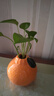 京东鲜花橘子陶瓷小花瓶轻奢摆件客厅插花水培鲜花绿萝绿植桌面装饰高级感 实拍图