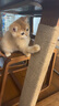 漫生活手工麻绳猫咪绳子捆绑装饰包装黄麻猫抓板4mm长100米带配件胶水 实拍图