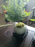 开时果 小叶赤楠盆景摆件 办公室桌面绿植花卉好养盆栽植物源头直发包邮 【热销款】哥窑浸墨盆+苔藓+底座 实拍图