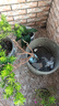 猕猴桃苗正宗红心猕猴桃当年结果阳台庭院南北方种植果树苗大全 红肉红心 8年苗【当年结果爆满】雌雄同株 实拍图