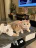 凯锐思英短猫粮专用蓝猫幼猫成猫深海鱼鱼肉猫食天然粮 【升级款|鲜肉双拼】英短4斤 实拍图