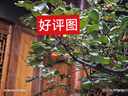 九阳豆浆机1.2L隔音罩轻音降噪破壁机巴氏杀菌预约可做奶昔米糊家用全自动多功能料理机D135Pro 实拍图