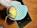 京鲜生 攀枝花凯特芒果 净重4.5斤 带箱5斤 单果400g+ 生鲜水果源头直发 实拍图