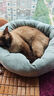 梵都宠舍猫窝冬季保暖蛋挞猫垫子四季通用猫狗窝猫床宠物窝 实拍图