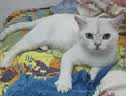 馋不腻低敏无谷鸡肉猫粮猫干粮单一肉源鸡肉味2.5kg*2包 实拍图