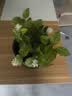 开时果 茉莉花苗盆栽浓香型花卉 室内四季开花阳台好养带花苞桌面绿植物 2盆#精品茉莉花5-10株【原生盆】 实拍图