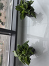 双盟绿萝盆栽除甲醛花卉绿植办公室新房净化空气110方黑10盆源头直发 实拍图