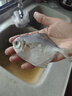鲳鱼 特大银鲳鱼新鲜冷冻白鲳鱼大小昌鱼海鲜青岛平鱼 【顺丰】7斤银鲳鱼 每斤4-5条 实拍图