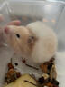 长毛可爱金丝熊活体仓鼠米熊卷毛熊纯银熊一公一母亲人脱敏次日达 长毛金丝熊 妹妹 实拍图