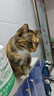 网易严选 海陆空盛宴猫条宠物零食猫湿粮成猫幼猫通用猫零食浓醇好肉营养 12g*6个 三文鱼+扇贝口味100条 实拍图