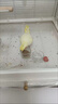 茨格曼玄风虎皮鹦鹉滋养丸饲料鸟食牡丹文鸟画眉营养粮食合成主食500g 实拍图