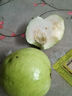 白心芭乐新鲜软糯番石榴低卡轻食可榨汁启鸿 白心芭乐2粒装 单果100g+ 实拍图