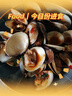 鲜京采 鲜活文蛤250g/份（约8-18粒）青蛾/蛤蜊 活鲜水产贝壳 实拍图