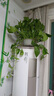 长藤绿萝盆栽室内花卉大叶绿箩水养盆景桌面办公客厅水培垂吊绿植 白盆1盆藤长30cm左右带吸水盆 实拍图