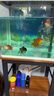金利佳（Jeneca） 鱼缸专用背景纸水族箱高清背景画龟缸背景图饲养缸贴纸壁纸壁画 40高52长（浏览详情选款式） 实拍图