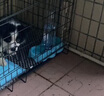 宠乐乖（CHONGLEGUAI）狗笼猫笼狗笼子中小型犬带厕所幼犬折叠便携猫笼子猫咪兔笼700ZG 实拍图