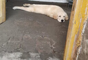 宠匠比熊鱼油60粒 宠物狗狗高纯度深海鱼油omega-3狗掉毛靓毛犬卵磷脂 实拍图
